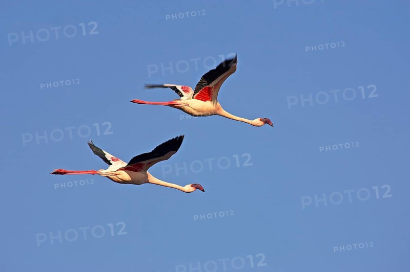Lesser Flamingo