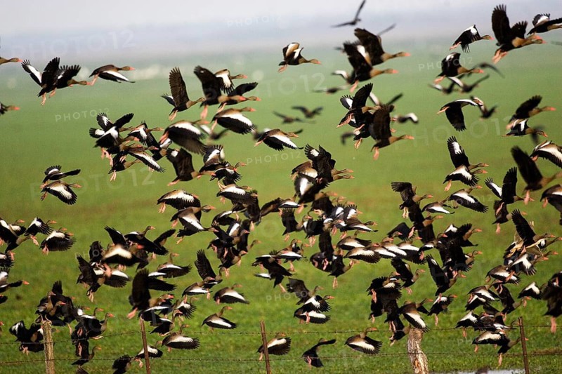 Red-billed Whistling Duck