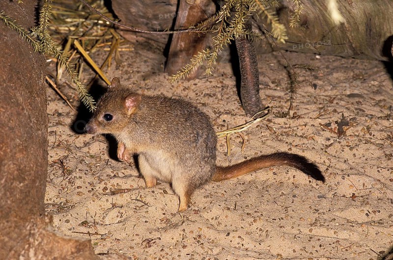 Brush Tailed Bettong
