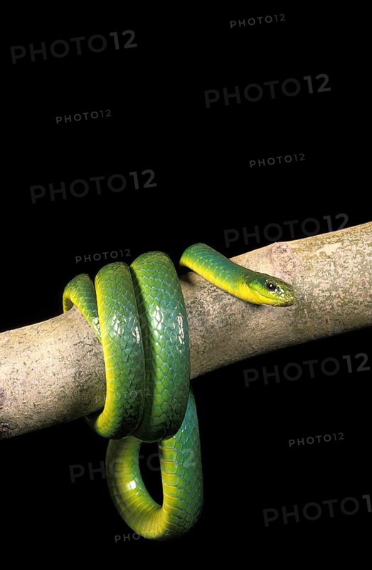GREEN SNAKE opheodrys major WINS ON BRANCH AGAINST BLACK BACKGROUND