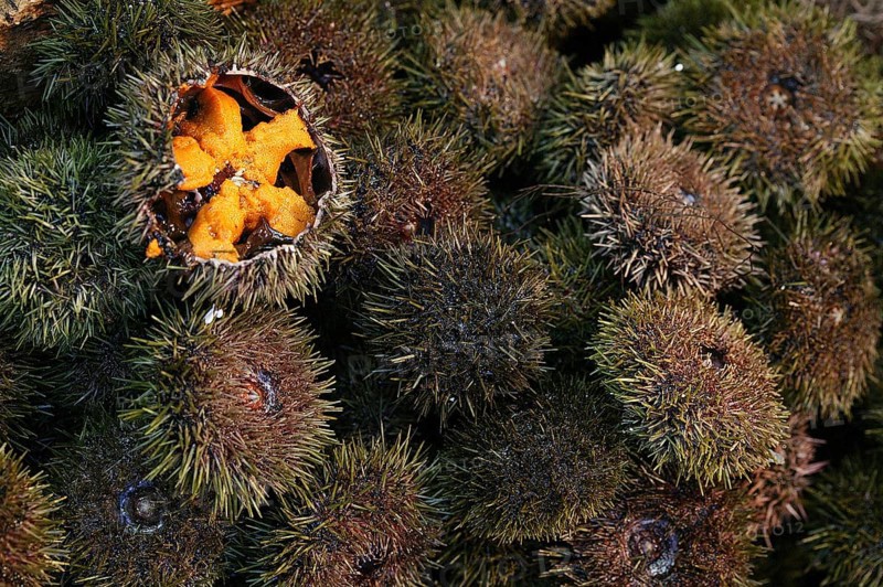 Sea Urchin