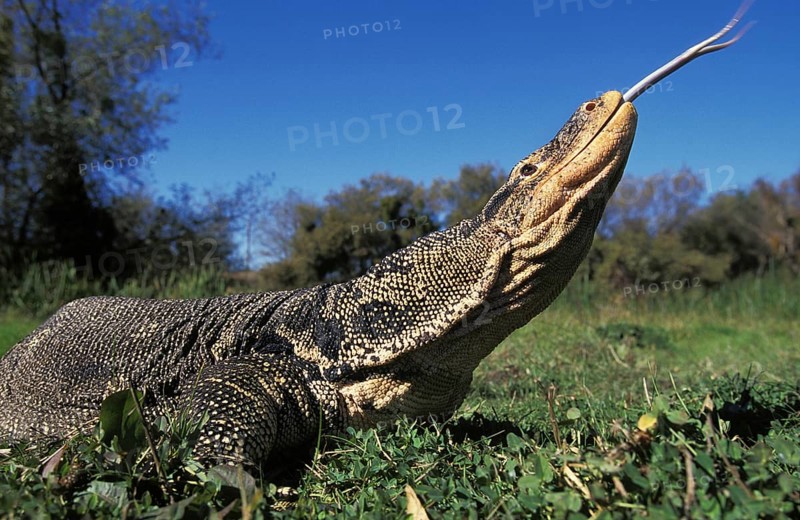 Water monitor