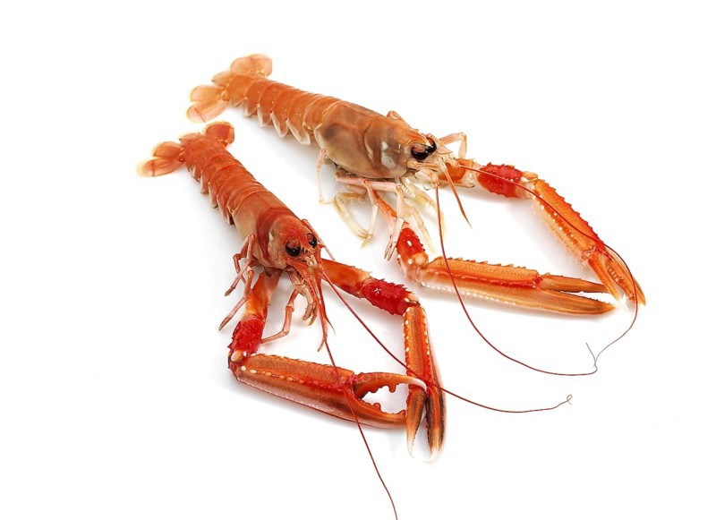 DUBLIN BAY PRAWN OR NORWAY LOBSTER OR SCAMPI ephrops norvegicus ON A WHITE BACKGROUND