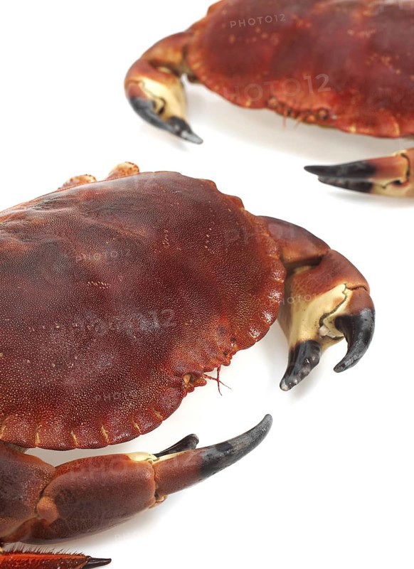 Edible crab