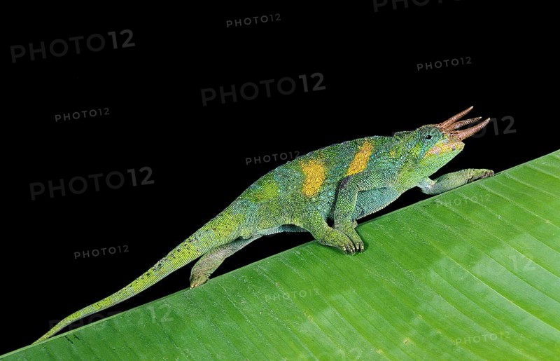 JACKSON'S CHAMELEON chamaeleo jacksoni