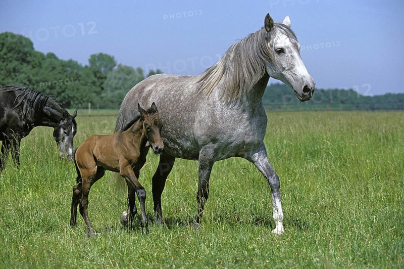 LUSITANO HORSE
