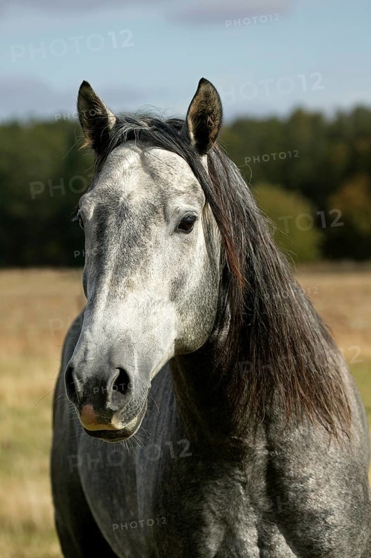Lusitano stallion