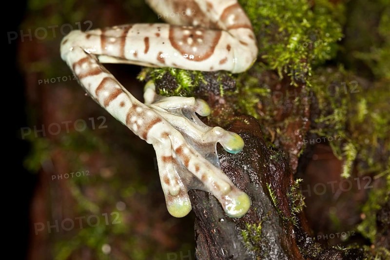 Amazon Milk Frog