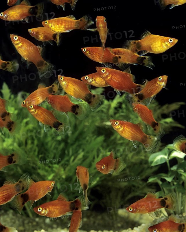 Mickey Mouse Platy