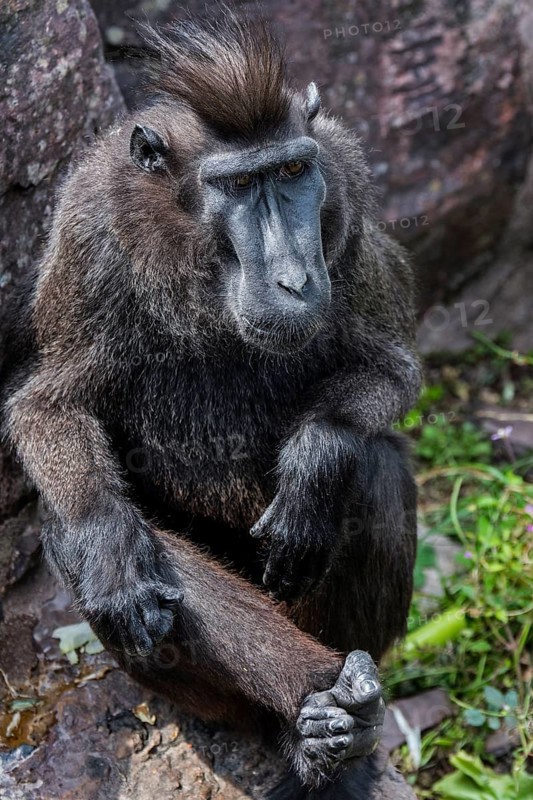Celebes crested macaque