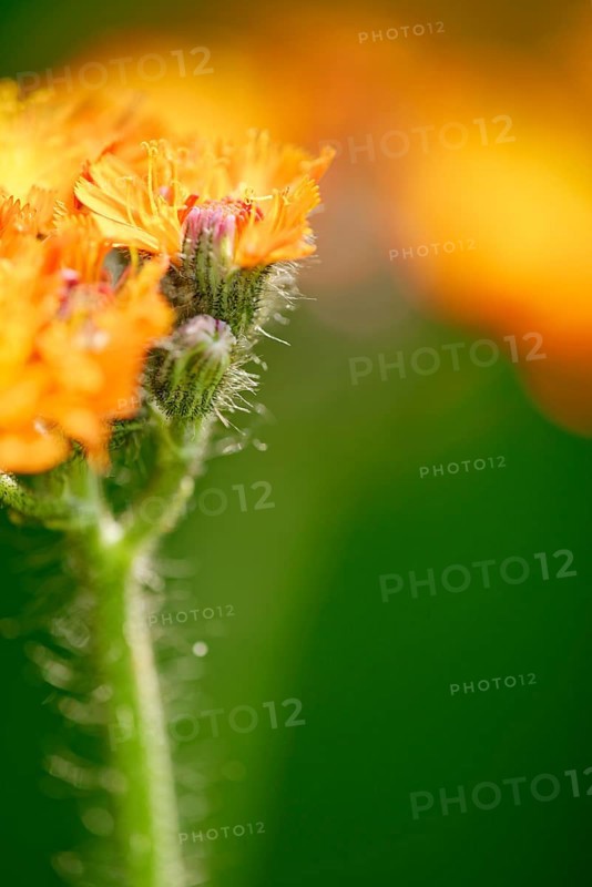 Fox and cubs