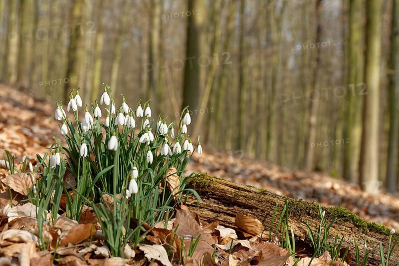 Common snowdrop
