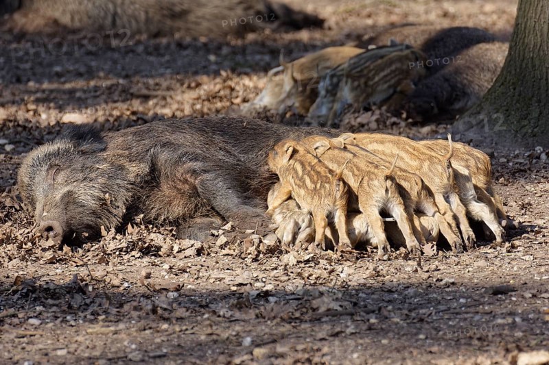 Wild boar