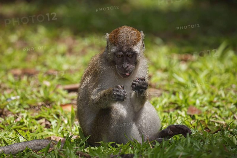 Crab-eating macaque