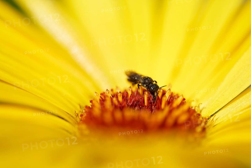 Shaggy bee
