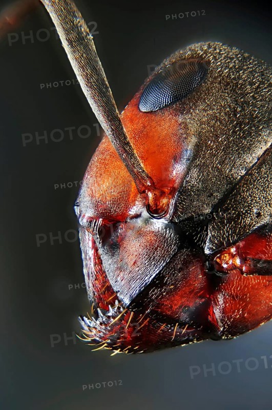 Red ant
