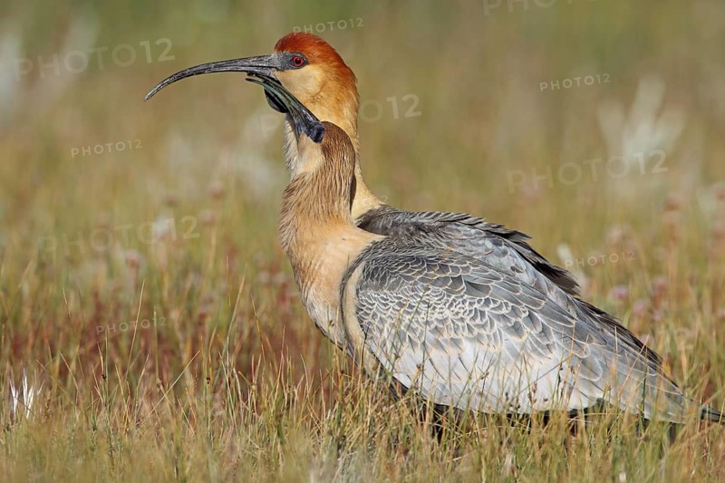 Black Train Ibis
