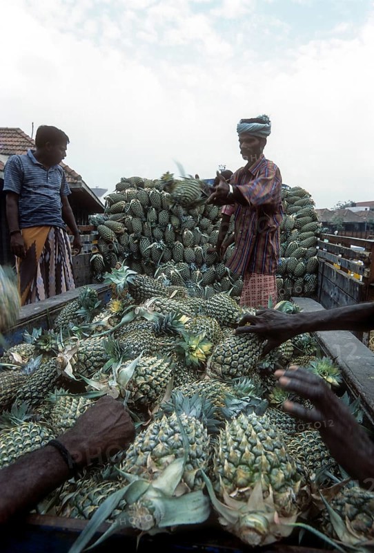 Unloading Pineapple at Koyambedu whole sale vegetable and fruit market is one of Asia's largest perishable goods market complex located in Chennai Madras