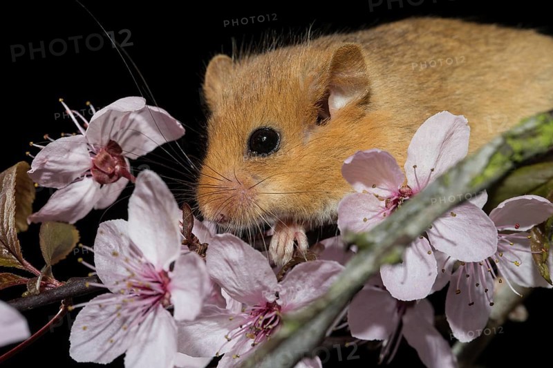 Hazel Dormouse