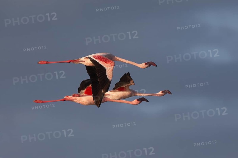 Lesser Flamingo
