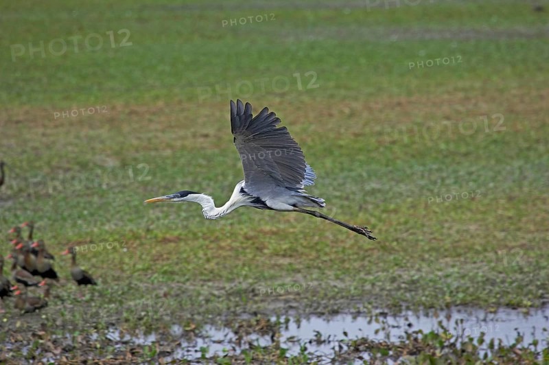 Cocoi heron
