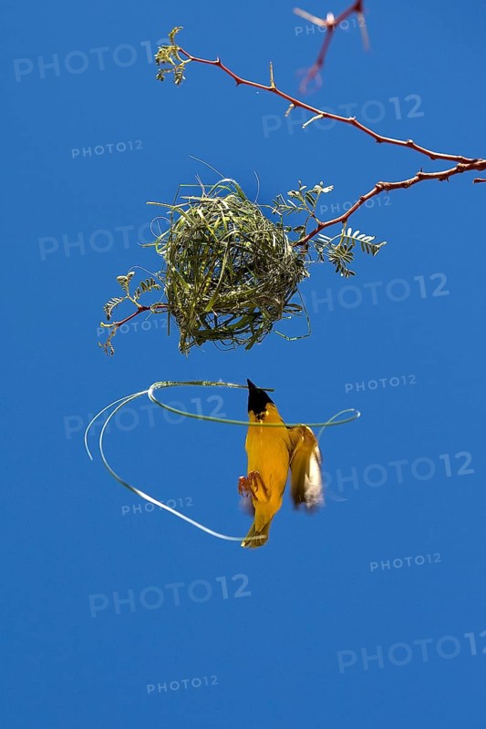 Southern Masked Weaver