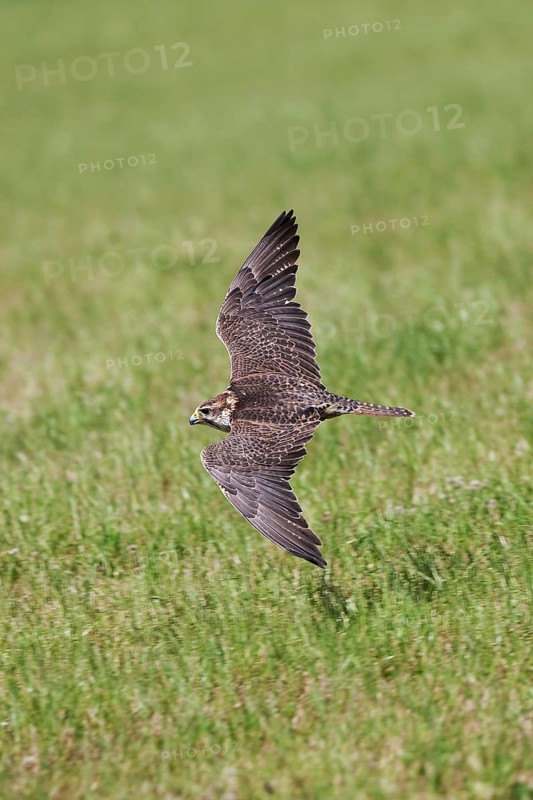 Saker falcon