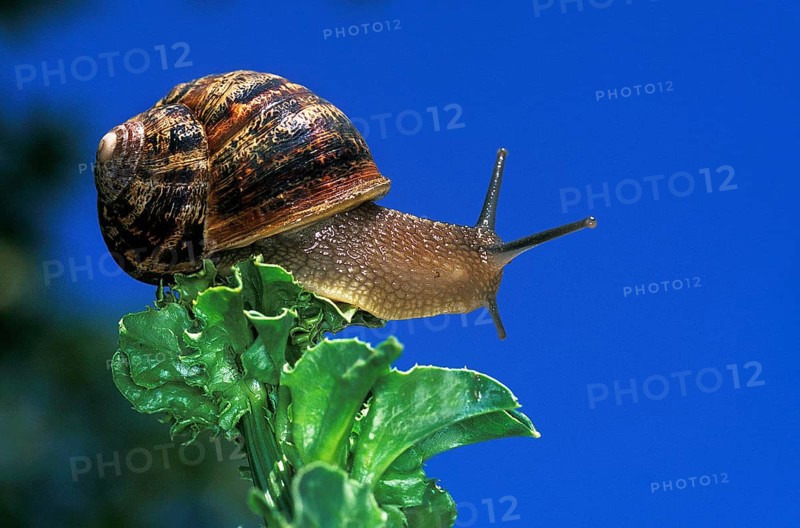 Brown garden snail