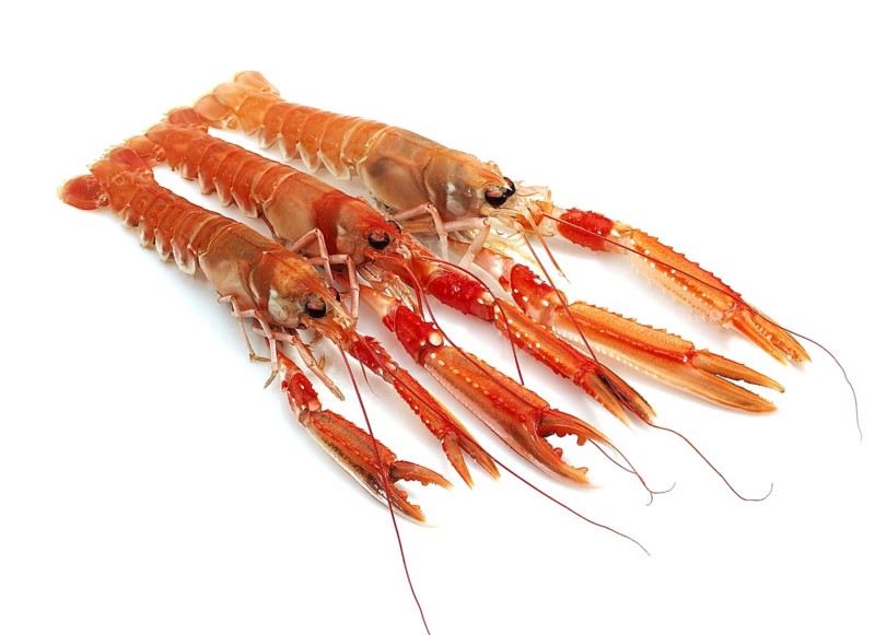 DUBLIN BAY PRAWN OR NORWAY LOBSTER OR SCAMPI ephrops norvegicus ON A WHITE BACKGROUND