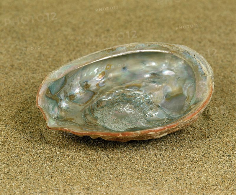Ormer or abalone or auris maris