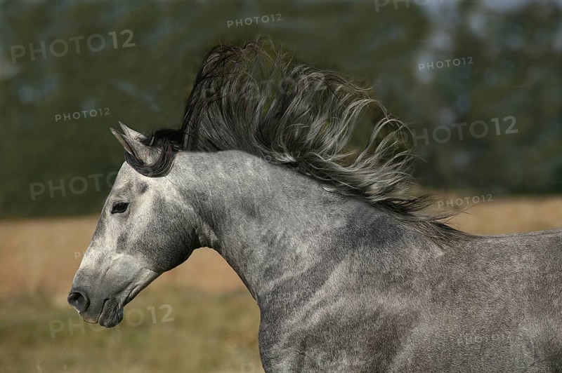 LUSITANO HORSE