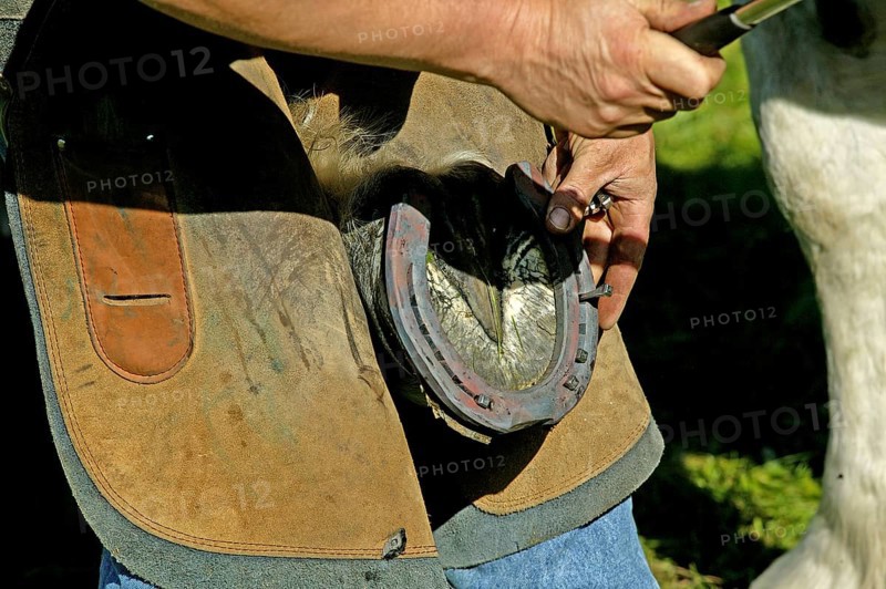 Farrier with Percheron horse hammering a nail into the horse's newly fitted horseshoe
