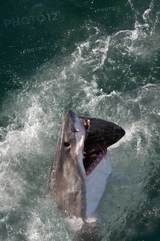 Great white shark