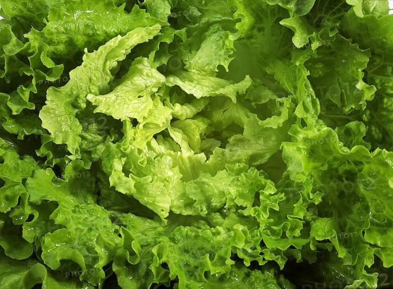 SCAROLE SALAD