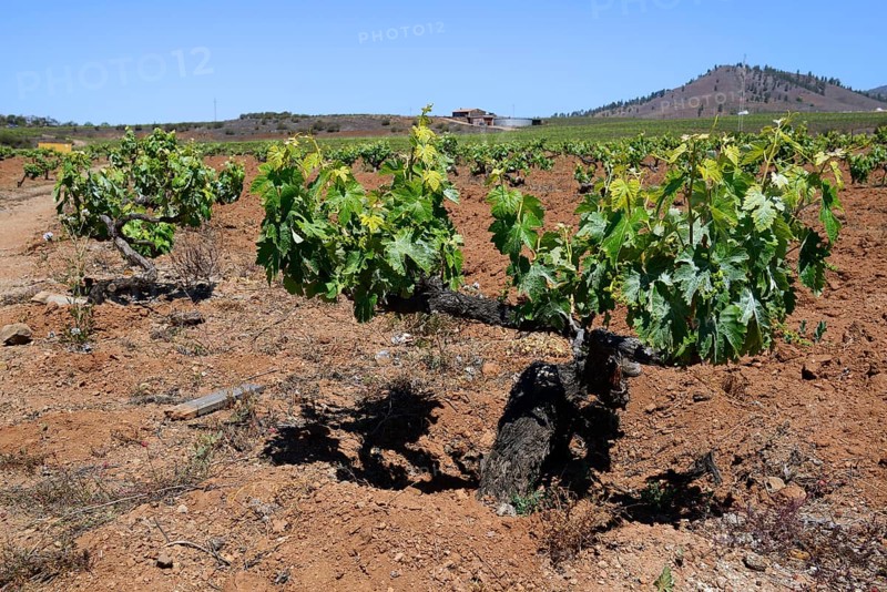 Old vines in the Orotava Valley