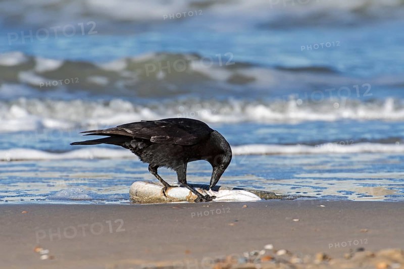 Carrion crow
