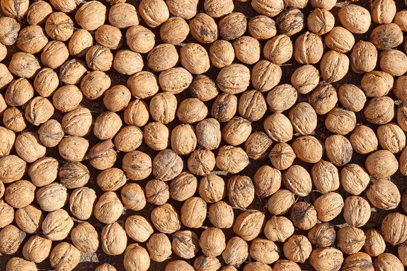 Persian walnut