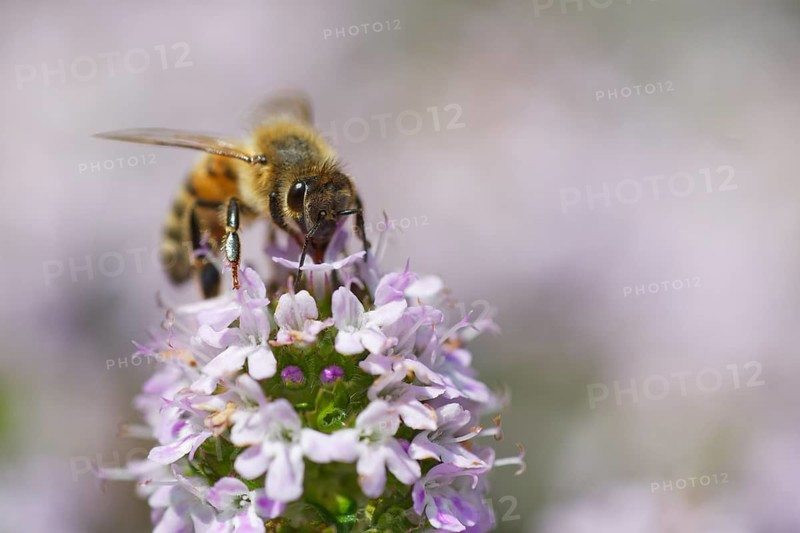 Honey bee