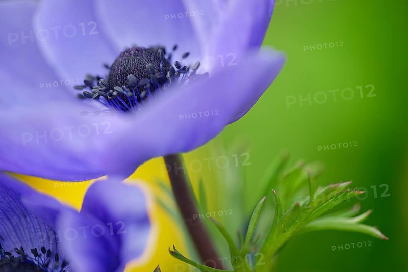 Blossom of a anemone