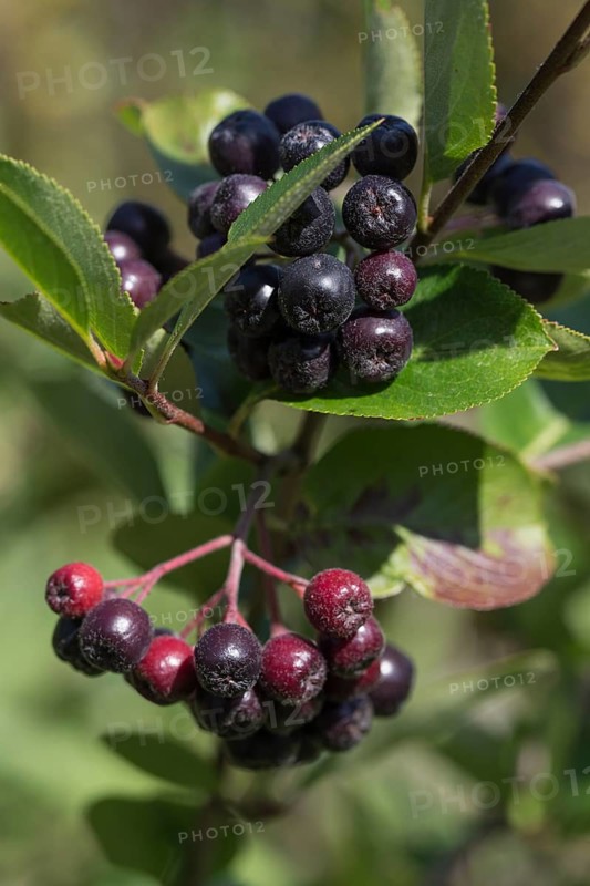 Black Chokeberry