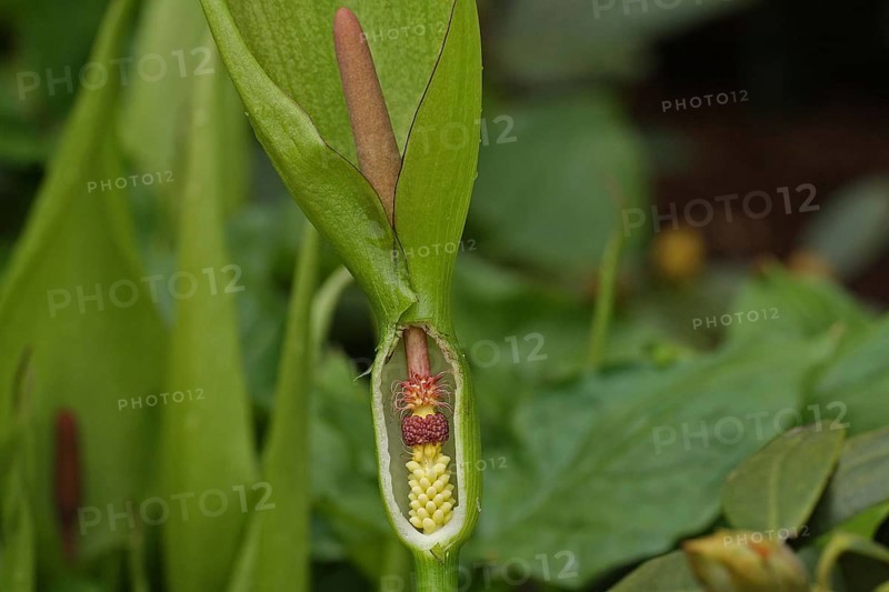 Spotted arum