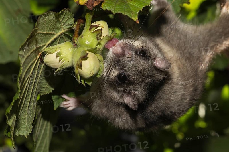Fat dormouse