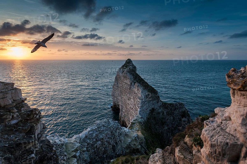 Coast with chalk cliffs and a seagull in flight