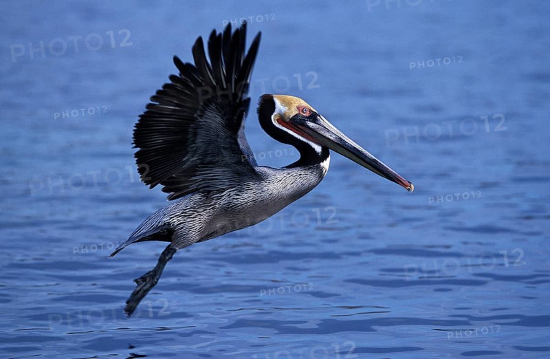 Brown Pelican