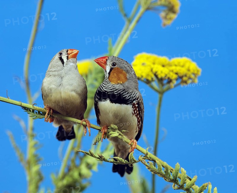 Zebra Finch