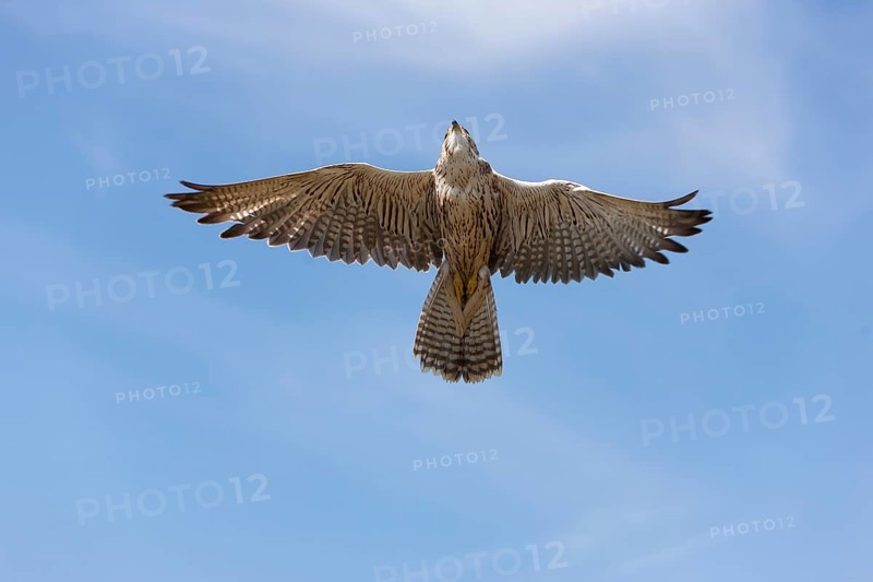Saker falcon