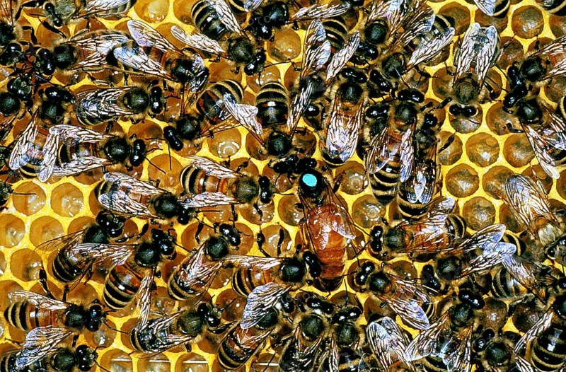 Honey bee