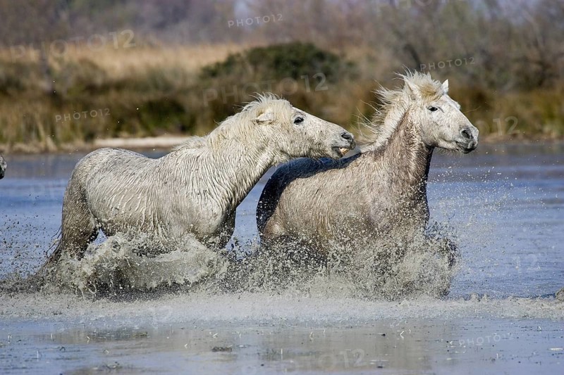 CAMARGUE HORSE