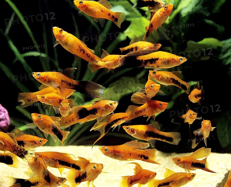 Xiphophorus helleri