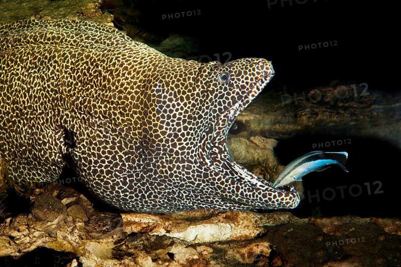 Honeycomb moray